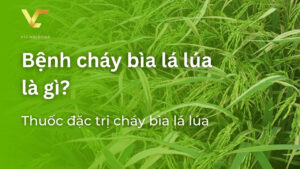 bệnh cháy bìa lá lúa là gì