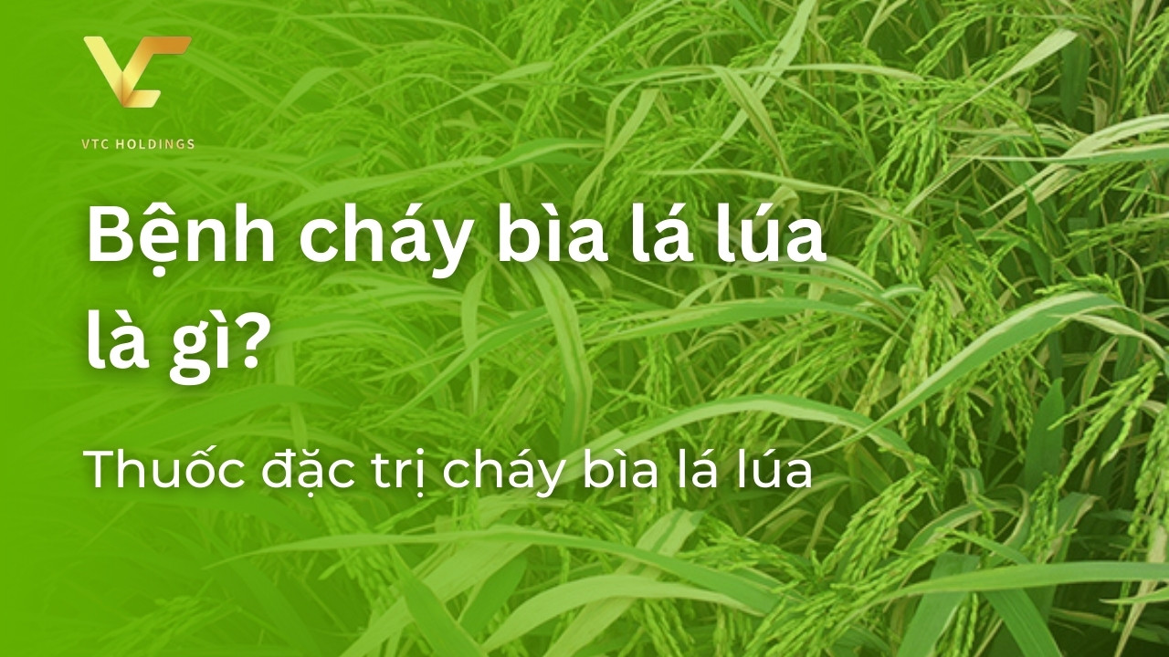 bệnh cháy bìa lá lúa là gì