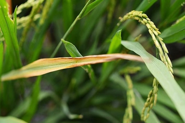 bệnh cháy bìa lá lúa