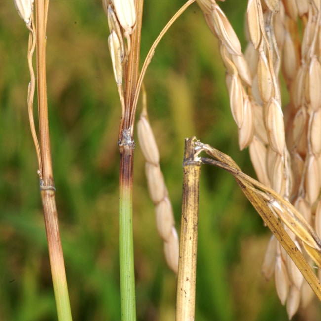 bệnh đạo ôn cổ bông