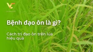 bệnh đạo ôn là gì