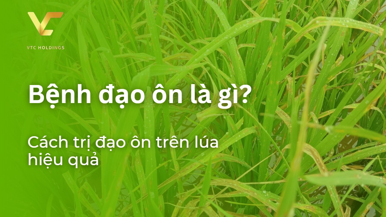 bệnh đạo ôn là gì