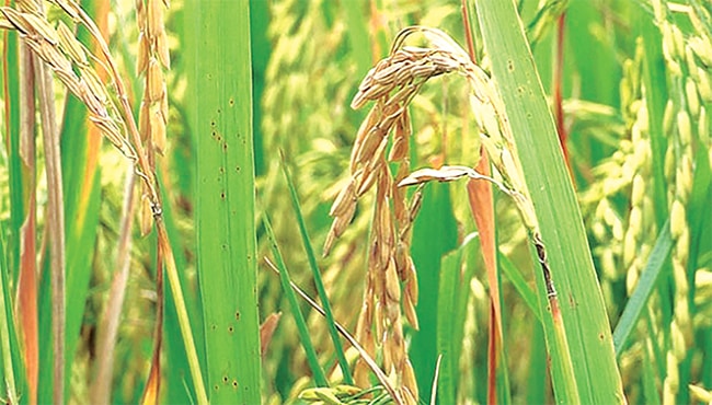 bệnh đạo ôn trên hạt lúa