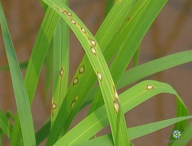 bệnh đạo ôn lá