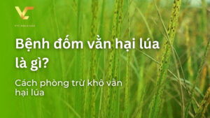 bệnh đốm vằn là gì