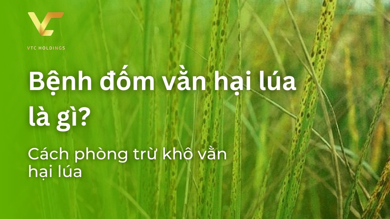 bệnh đốm vằn là gì