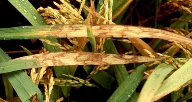 bệnh đốm vằn hại lúa