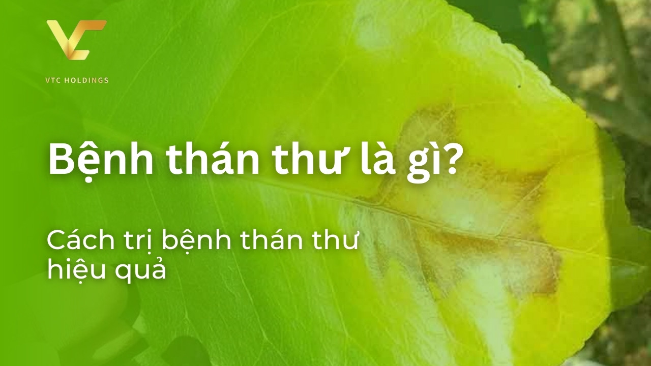 bệnh thán thư là gì