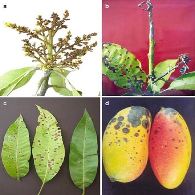 dấu hiệu bệnh thán thư