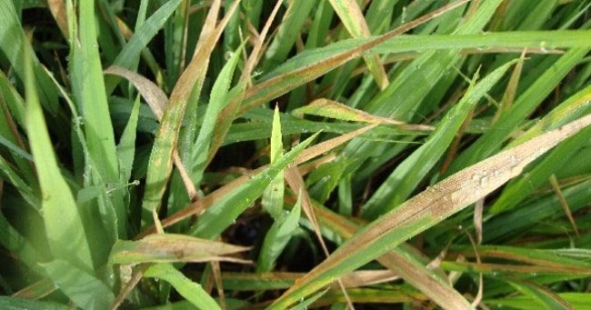 dấu hiệu nhận biết bệnh cháy bìa lá lúa