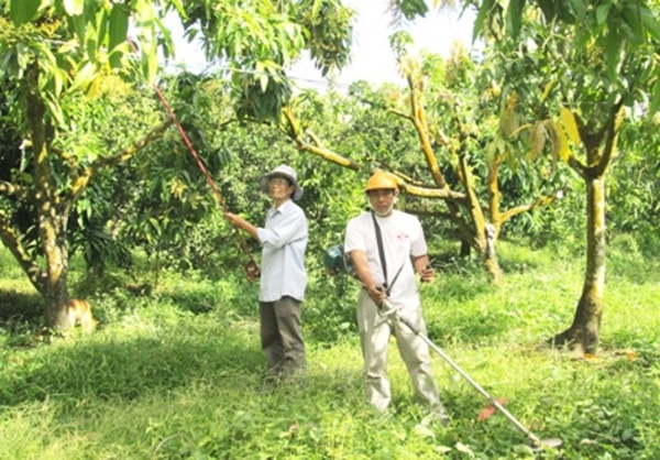 vệ sinh vườn cây