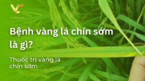 bệnh vàng lá chín sớm