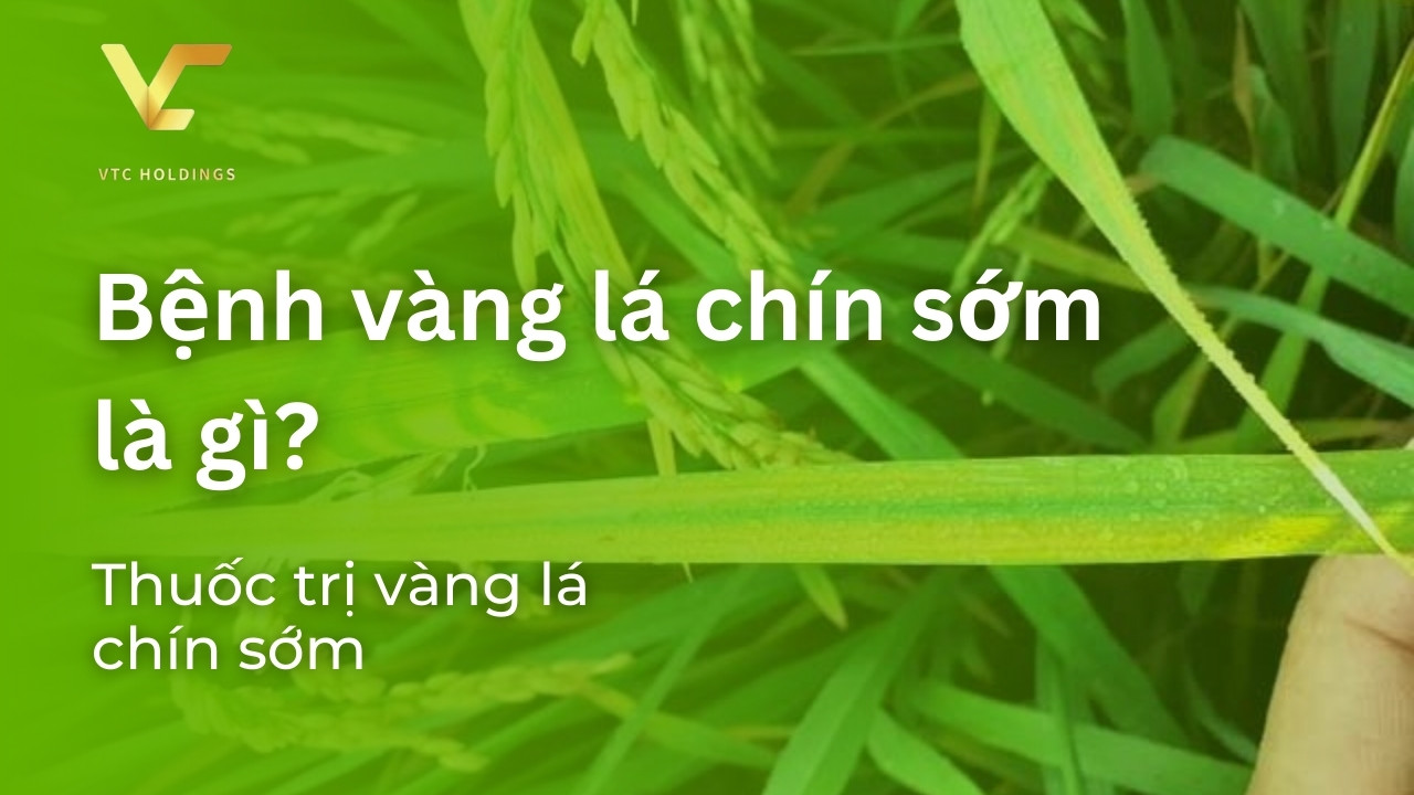 bệnh vàng lá chín sớm 