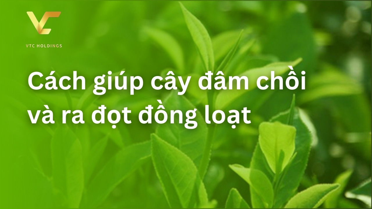 cách giúp cây đâm chồi