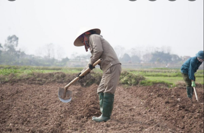 cải tạo đất trồng