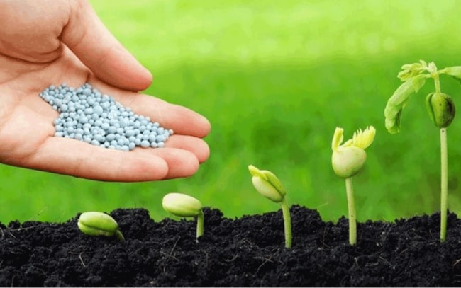 cung cấp chất dinh dưỡng cho cây trồng