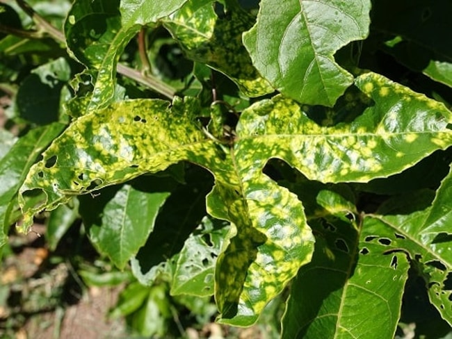 khái quát về nấm khuẩn