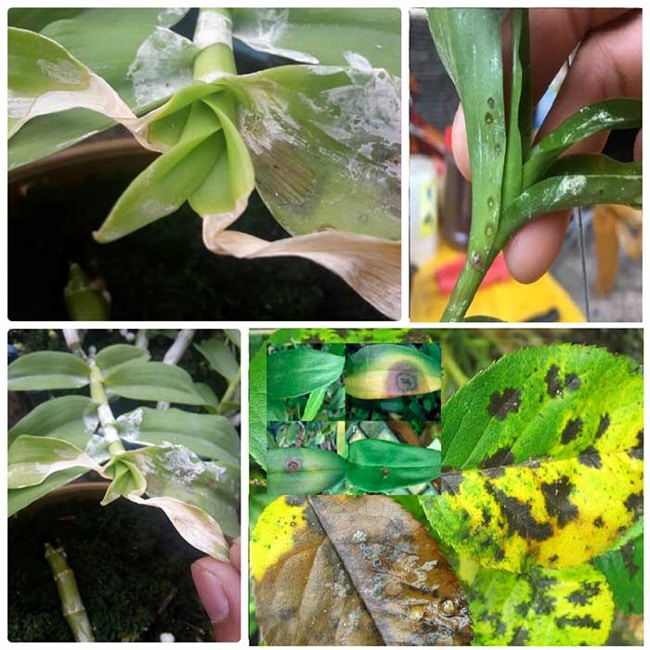 nấm khuẩn gây hại như thế nào