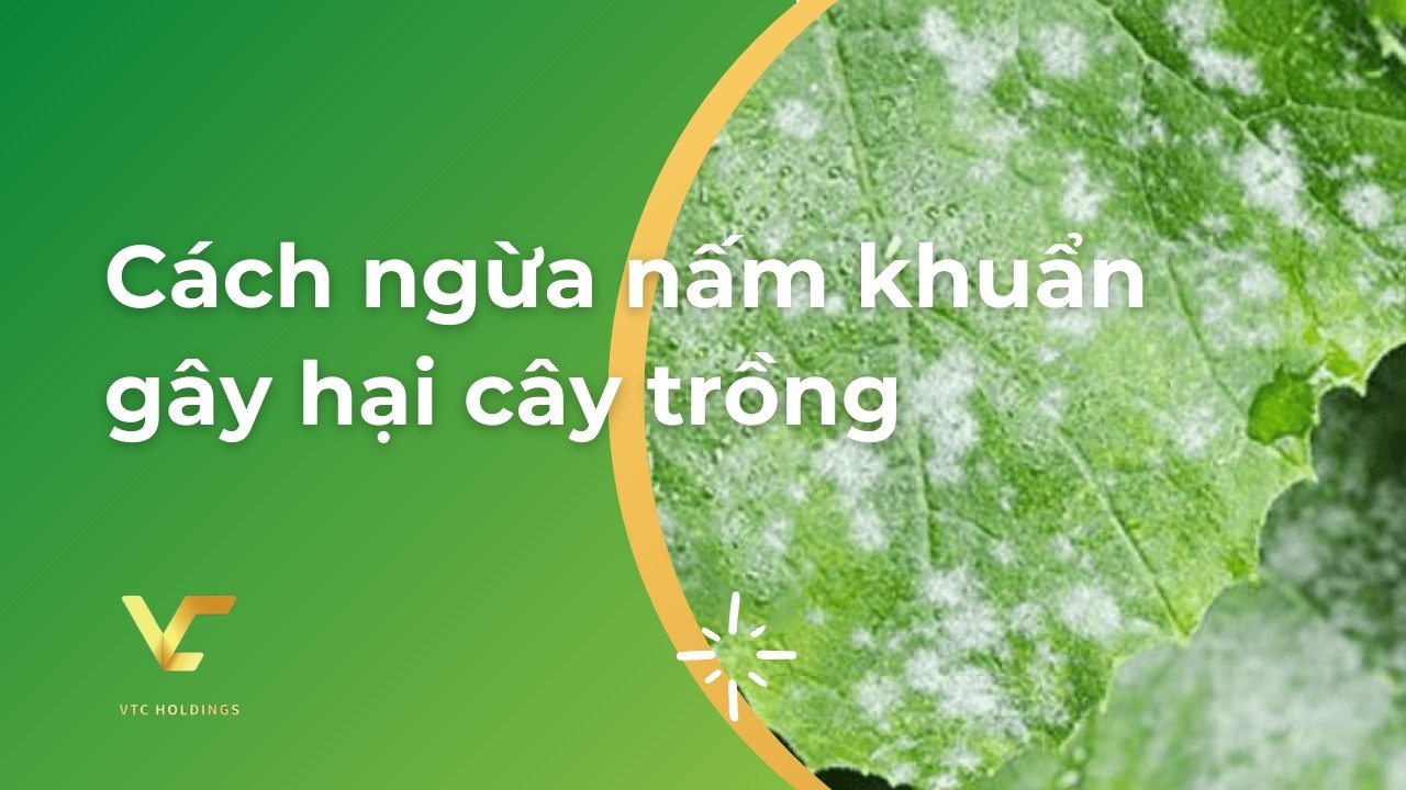 ngừa nấm khuẩn gây hại