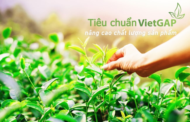 tập trung sản xuất nông sản theo quy trình vietgap