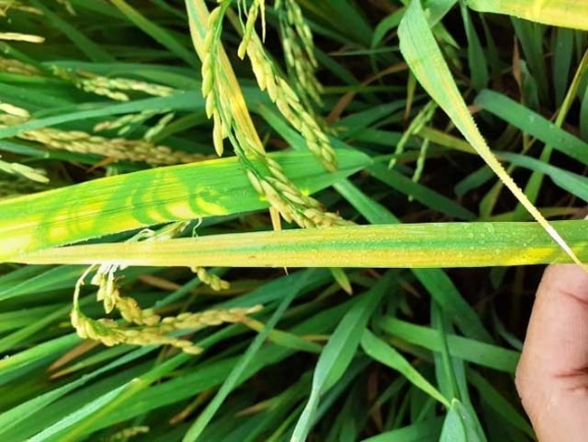 triệu chứng của bệnh vàng lá chín sớm