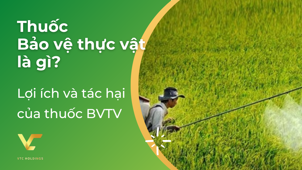 thuốc bvtv là gì