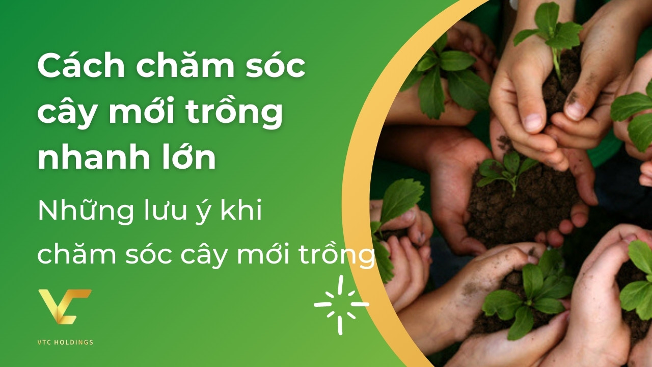 cách chăm sóc cây mới trồng