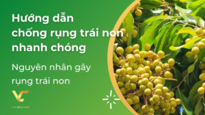 cách chống rụng trái non