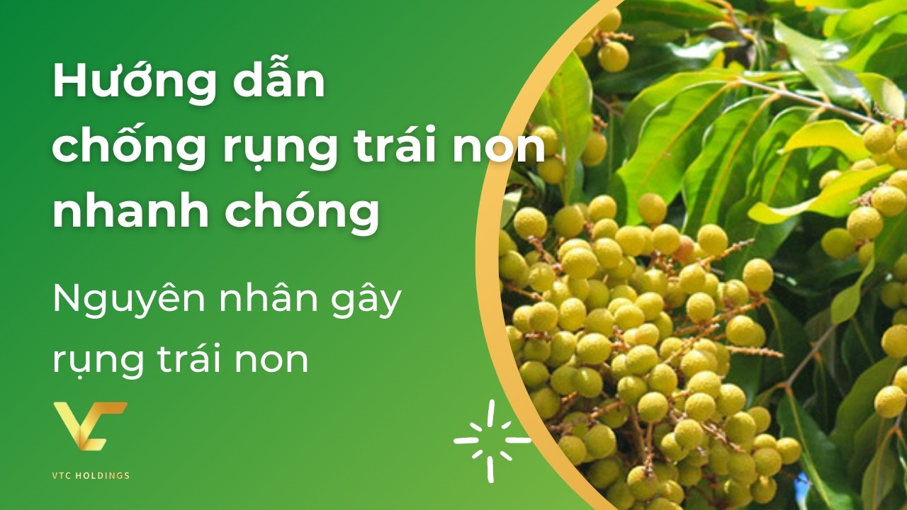 cách chống rụng trái non