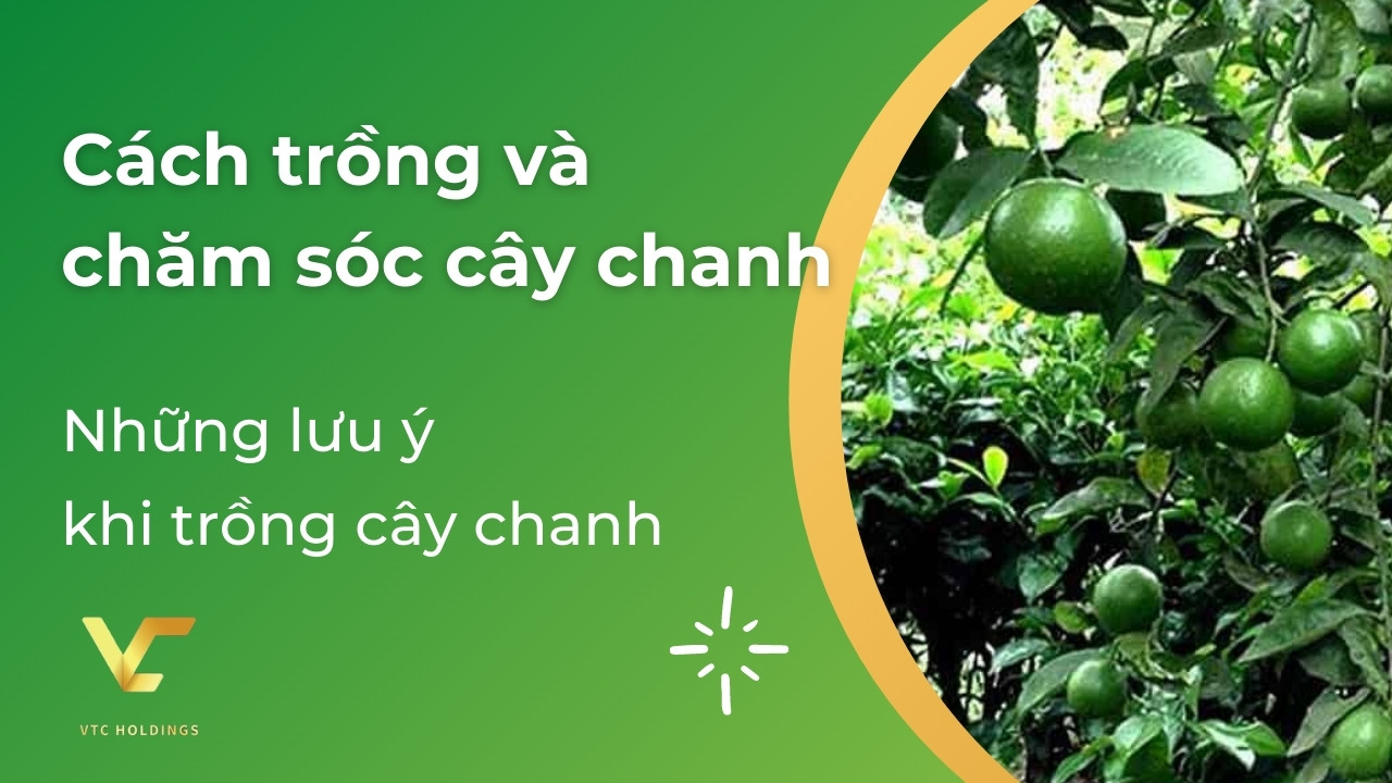 cách trồng và chăm sóc cây chanh