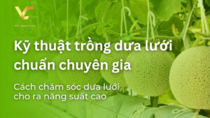 kỹ thuật trồng dưa lưới