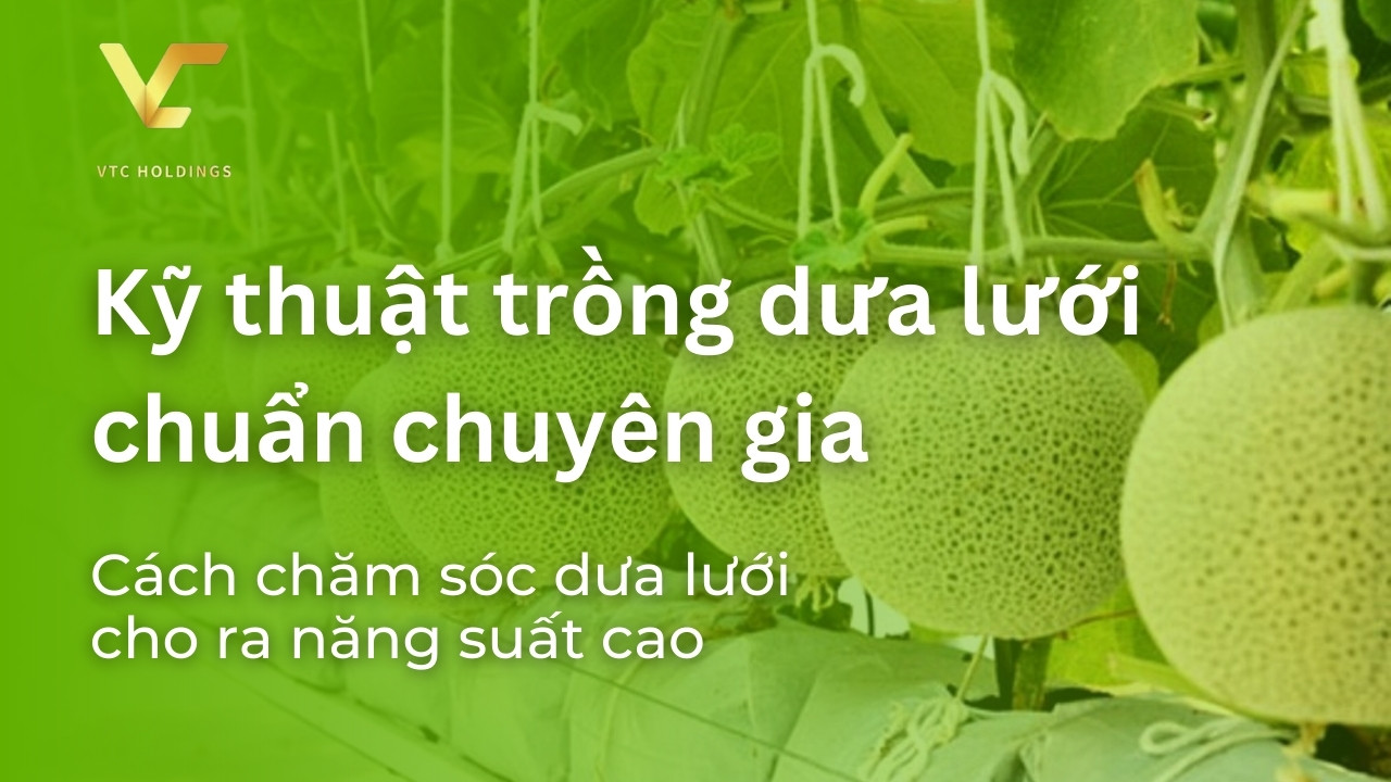 kỹ thuật trồng dưa lưới