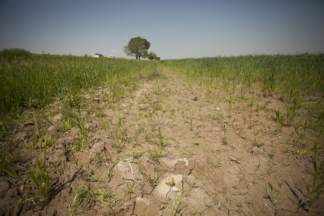 nguyên nhân đất phèn mặn