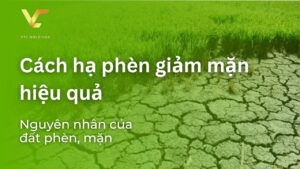 cách hạ phèn giảm mặn hiệu quả