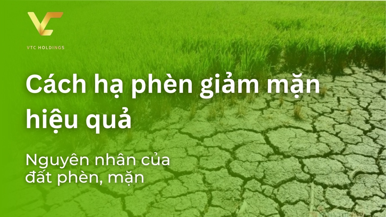 cách hạ phèn giảm mặn hiệu quả