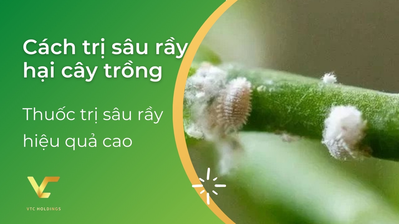 cách trị sâu rầy hại cây trồng