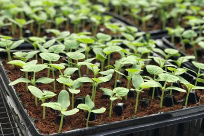 cách trồng cây dưa lưới trên sân thượng