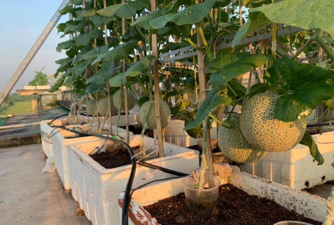 cách trồng dưa lưới trong thùng xốp