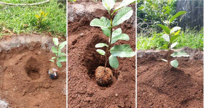 đào và xử lý hố trồng cây ăn quả