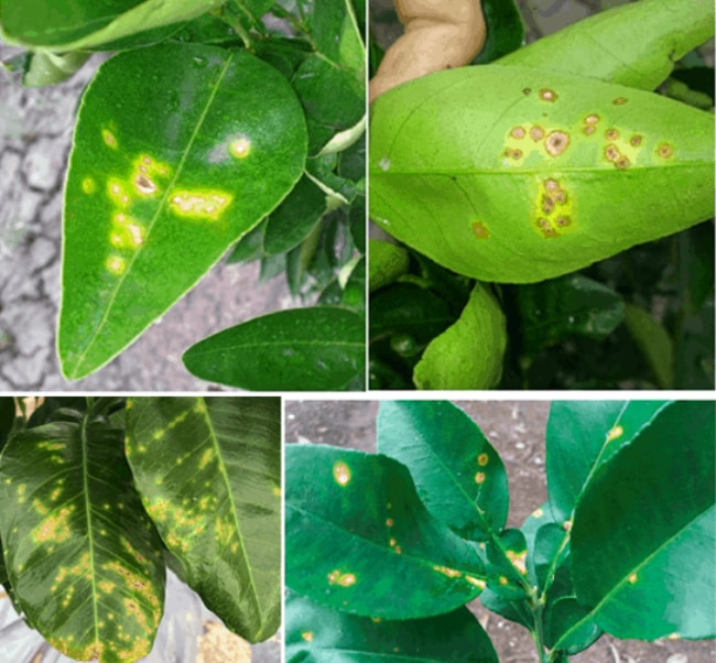 do nấm bệnh và sâu bệnh hại cây