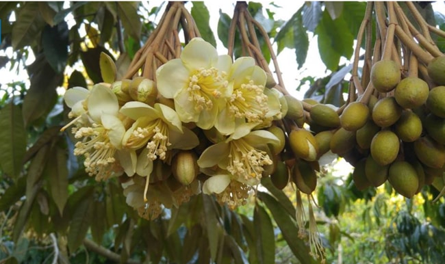 hạn chế nảy lộc non vào giai đoạn nuôi trái