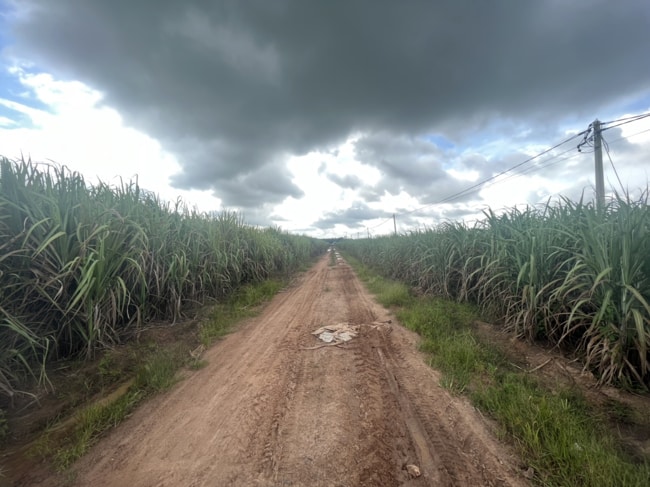 kết quả mía chưa phun