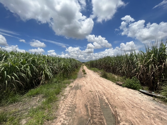 kết quả phun mía