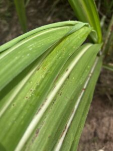 kết quả xử lý bệnh trên cây mía