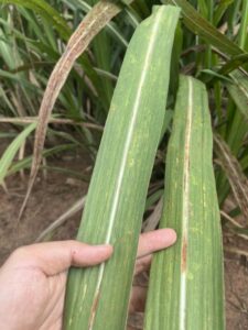 kết quả xử lý bệnh trên cây mía