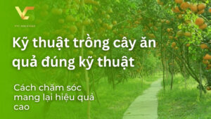 kỹ thuật trồng cây ăn quả