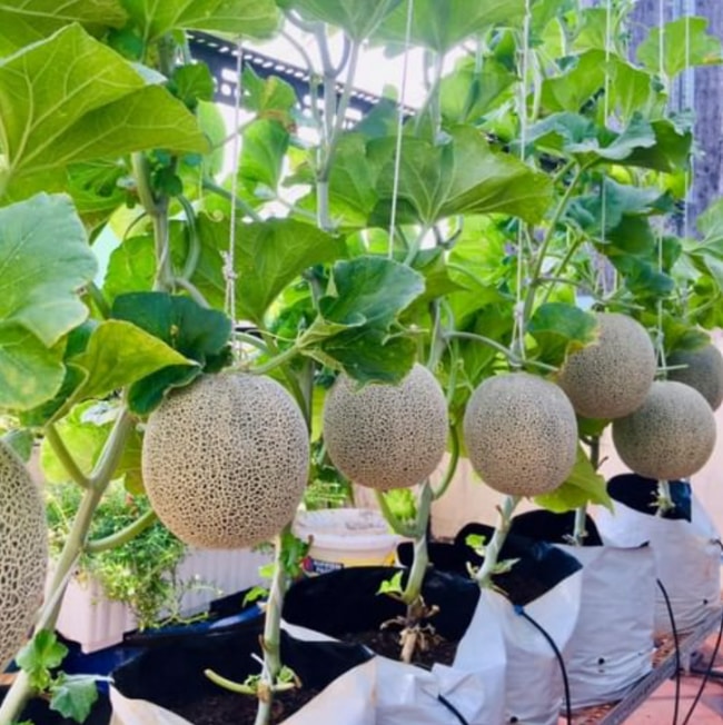 làm giàn cho cây dưa lưới