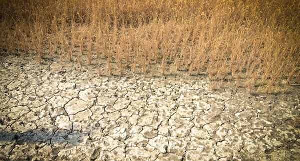 tác hại của đất phèn mặn