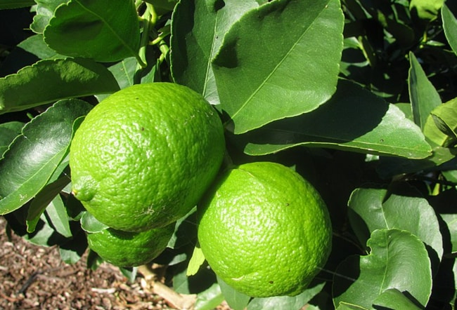 thời gian trồng cây chanh