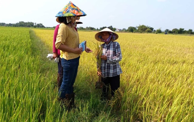 tọa đàm giải pháp nâng cao năng suất và chất lượng lúa